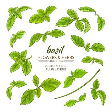 Basil elements vector set Stock Illustration