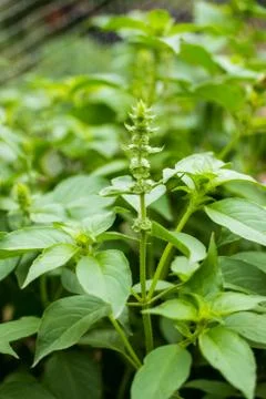 Basil in the field Stock Photos