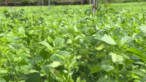 Basil field where vibrant green leaves form a continuous surface with even Stock Footage 331144973