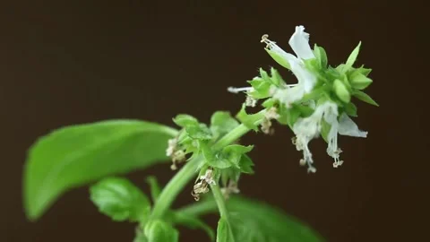 Basil flower Stock Footage 131848131