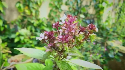 Basil flower Stock Footage 146149161