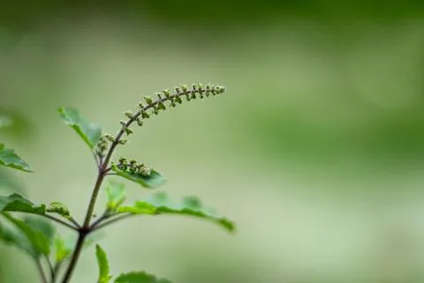 Basil flower or leaf is a herb that provides a sweet aroma garden herbs Stock Photos