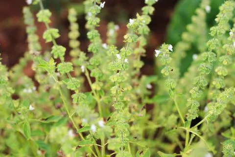 Basil flower Stock Photos
