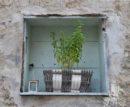 Basil flower Stock Photos