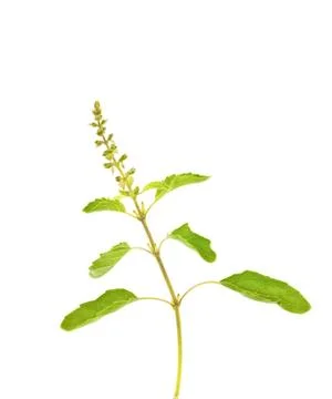 Basil flower on white background Stock Photos