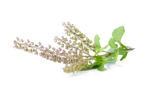 Basil flower on white background Stock Photos