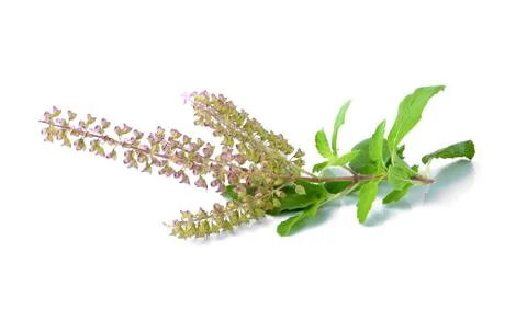Basil flower on white background Stock Photos