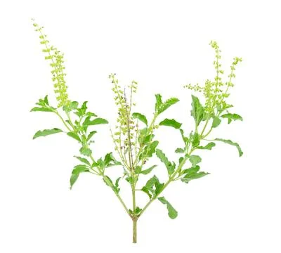 Basil flower on a white background Foto stock