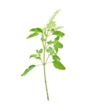 Basil flower on a white background Foto stock