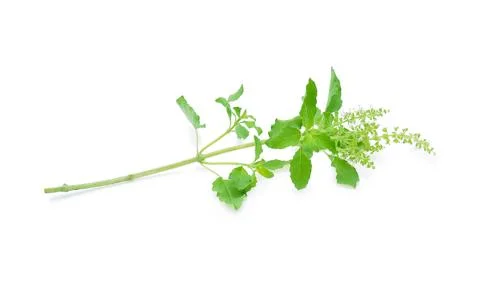 Basil flower on a white background Foto stock