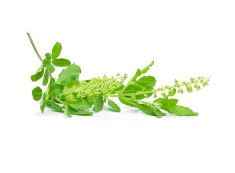 Basil flower on a white background Foto stock