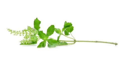Basil flower on a white background Foto stock