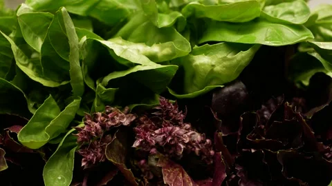 Basil flowers and leaves, side view. Wet basil leaves. Stock Footage 137614096