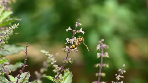 Basil flowers are blooming in the garden. Stock Footage 346540346
