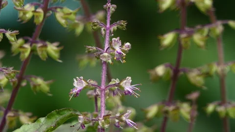 Basil flowers are blooming in the garden. Stock Footage 346540358