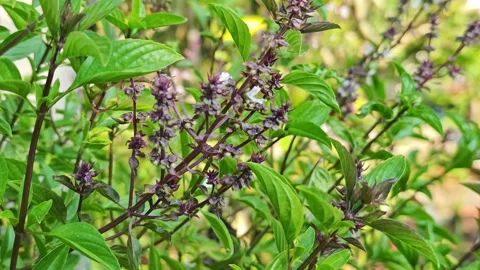 Basil flowers in the garden Video stock 335196099