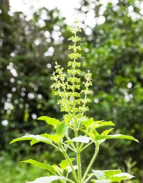 Basil flowers. Foto stock