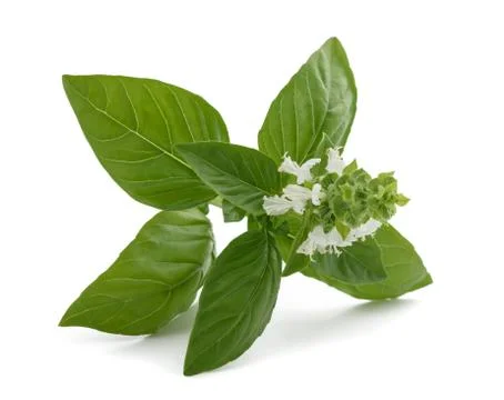 Basil flowers Stock Photos