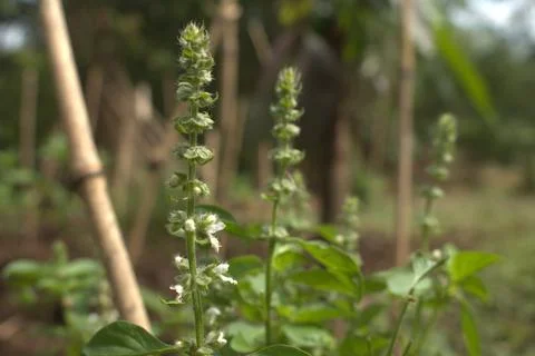 Basil Flowers Stock Photos
