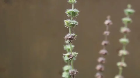 Basil flowers swaying in the wind Stock Footage 311837776