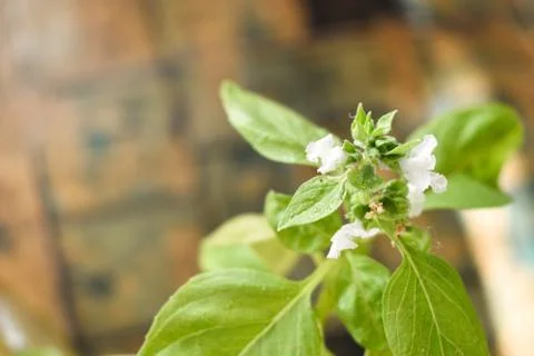 Basil flowers in the table Stock Photos