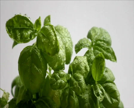 Basil Video stock 450722