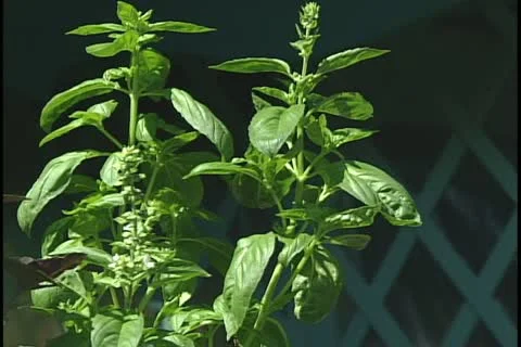 Basil  库存影片 11496284