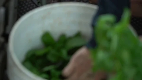 BASIL Video stock 102750941