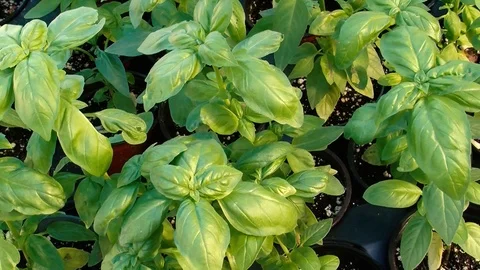 Basil Stock Footage 109173037