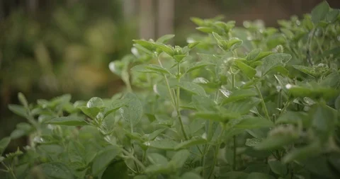 Basil Stock Footage 119321059
