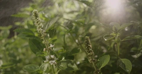 Basil Stock Footage 119321410