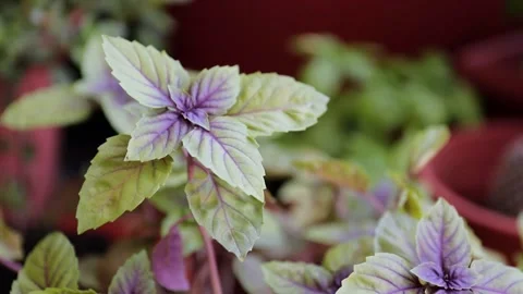 Basil Stock Footage 138562776