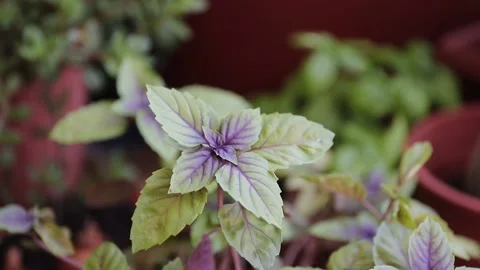 Basil Stock Footage 138562787