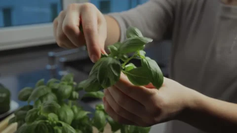 Basil. Fresh green basil. Basil sauce. Italian cuisine. Slicing greens. Slicing Stock Footage 263442331