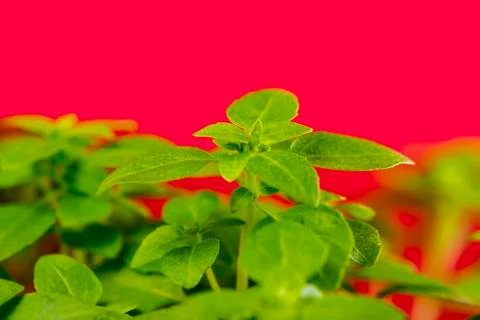 Basil, fresh herb in spring Stock Photos