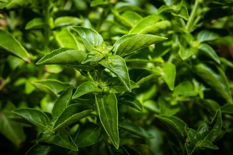 Basil in a garden with blurred background. Species Ocimum basilicum Stock Photos