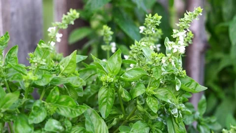 Basil in the garden Stock Footage 134523591