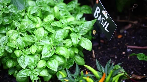 Basil in a garden Video stock 293956840