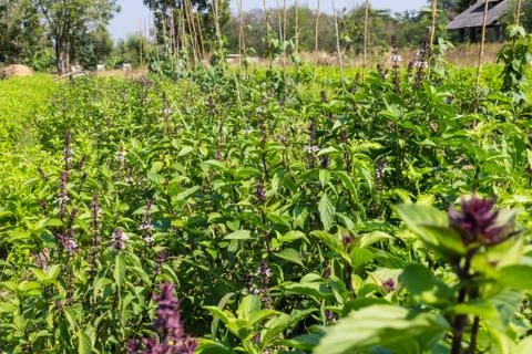 Basil garden Stock Photos