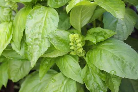 Basil in the garden 스톡 사진