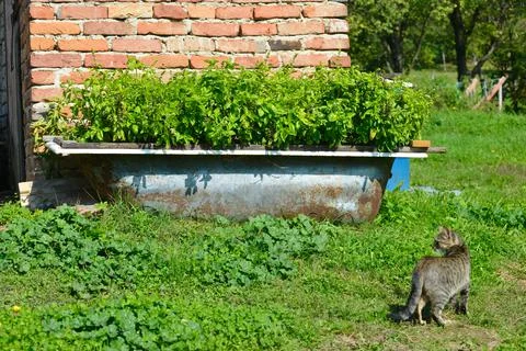 Basil in the garden Stock Photos