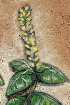 Basil, graffiti on rome's wall Stock Illustration