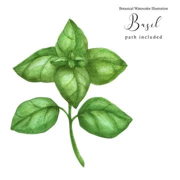 Basil green branch Stock Illustration