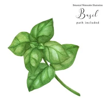 Basil green branch Stock Illustration