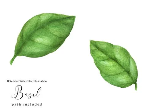 Basil green branch Stock Illustration