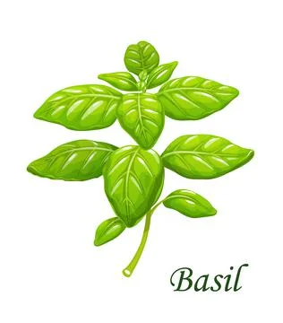 Basil greenery, isolated vector garden spices Stock Illustration