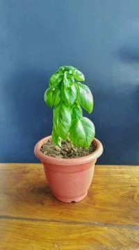 Basil grow in the pot on the table Foto stock