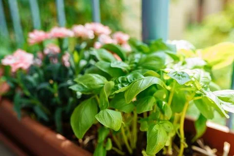 Basil growing in balcony box Stock Photos