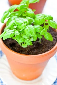 Basil growing in earthenware pot in kitchen Foto stock
