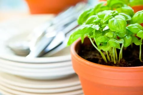 Basil growing in earthenware pot in kitchen Foto stock